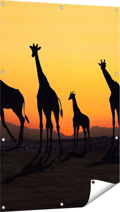 Gards Tuinposter Vier Giraffe Silhouetten bij Zonsondergang - 80x120 cm - Tuindoek - Tuindecoratie - Wanddecoratie buiten - Tuinschilderij