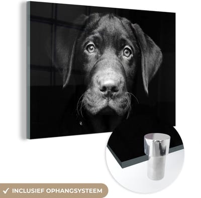 MuchoWow® Glasschilderij 120x80 cm - Schilderij acrylglas - Hond - Licht - Zwart - Foto op glas - Schilderijen