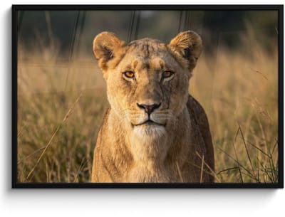 Poster in lijst - Fotolijst 120x80 cm - Posters - Leeuwin - Gras - Geel - Posterlijst zwart - Decoratie - Wanddecoratie woonkamer - Muurdecoratie slaapkamer