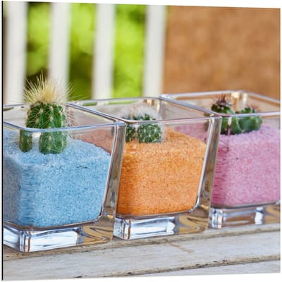 Dibond - Potjes met Gekleurd Zand en Cactussen  - 80x80cm Foto op Aluminium (Wanddecoratie van metaal)