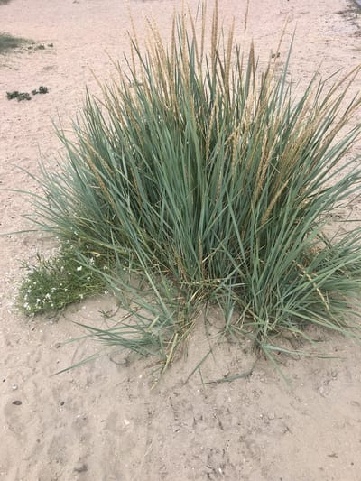 6 x Leymus arenarius - Strandhaver - Pot 9x9 cm