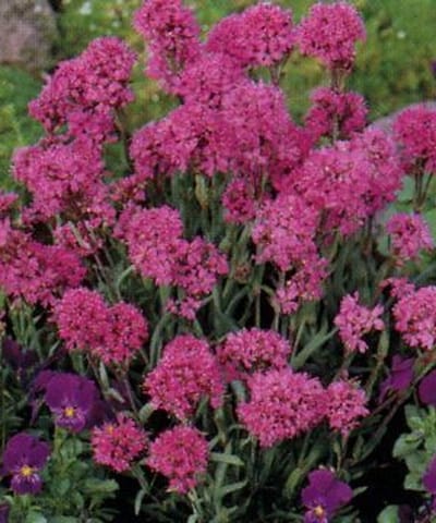 6x Koekoeksbloem - Lychnis alpina ( viscaria alpina) | 9x9 cm pot