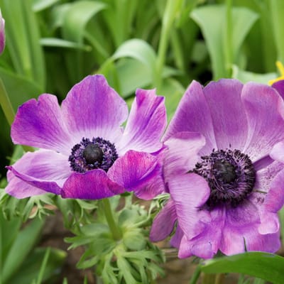 Anemoon (Anemone coronaria) - Sylphide - Bijen-Vlinders - Snijbloemen - Zomerbollen - Voorjaarsbollen - Vaste planten - bloeit in April / Mei / Juni
