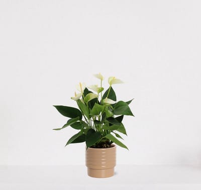 Anthurium wit in sierpot Naemi Taupe – bloeiende kamerplant – flamingoplant – 40-50cm - Ø13 – geleverd met plantenpot – vers uit de kwekerij