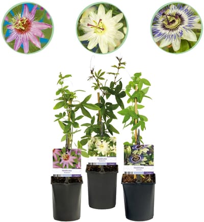 Green boutiQ - Passiebloem - Passiflora Tricolour - Bloem Roze Wit Paars - Weinig onderhoud - 3 planten - Pot 11cm Hoogte 40cm