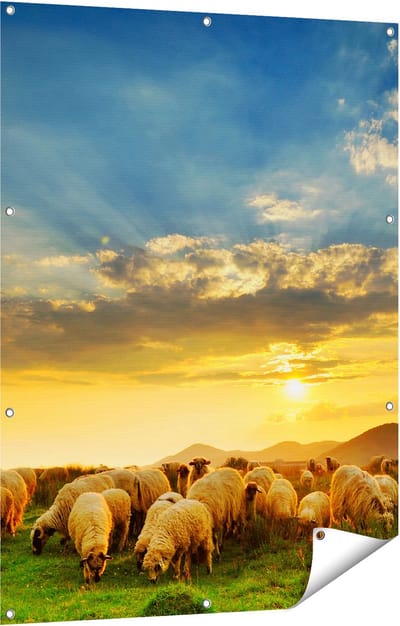 Gards Tuinposter Kudde Schapen op het Gras bij Zonsondergang - 90x120 cm - Tuindoek - Tuindecoratie - Wanddecoratie buiten - Tuinschilderij