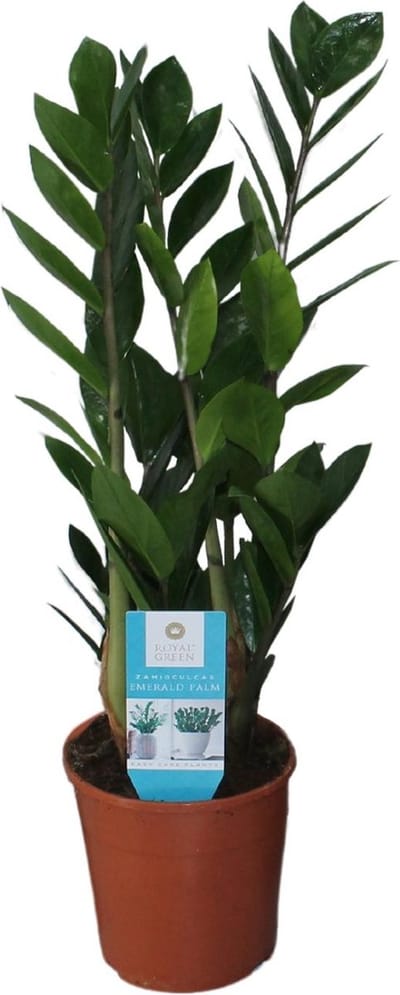 Plantenboetiek.nl | Zamioculcas Zamiifolia - Ø14cm - 45-55cm hoog - Kamerplant - Groenblijvend