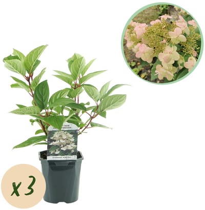 Green boutiQ - Pluim Hortensia - Hydrangea panniculata Wims Red - Bloem Wit Rood - 3 Planten - 1 m2 - Bladverliezend - Grote Bloemen - Pot 17cm Hoogte 50cm