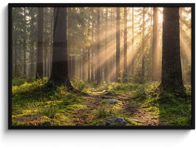 Poster in lijst - Fotolijst 120x80 cm - Posters - Bos - Zonlicht - Gras - Posterlijst zwart - Decoratie - Wanddecoratie woonkamer - Muurdecoratie slaapkamer