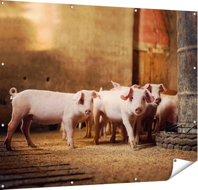 Gards Tuinposter Varkens op een Boerderij Stal - 150x120 cm - Tuindoek - Tuindecoratie - Wanddecoratie buiten - Tuinschilderij