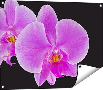Gards Tuinposter Licht Paarse Orchidee - Bloem - 80x60 cm - Tuindoek - Tuindecoratie - Wanddecoratie buiten - Tuinschilderij