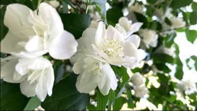 1 x Philadelphus coronarius - Boerenjasmijn Of Welriekende Jasmijn 50- 60 cm in pot