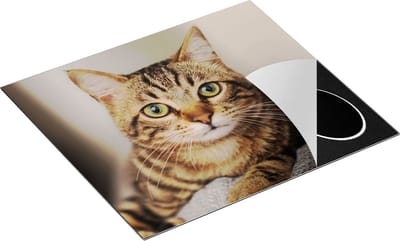 Chefcare Inductie Beschermer Kat met Wijde Ogen - 60x50 cm - Afdekplaat Inductie - Kookplaat Beschermer - Inductie Mat