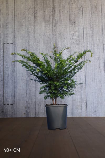 Plants Online - Haagplanten - Taxus baccata - Pot 30-40 cm - set van 10 - Formele haag - Geschikt voor vormsnoei - Vruchtdragend - Weinig onderhoud