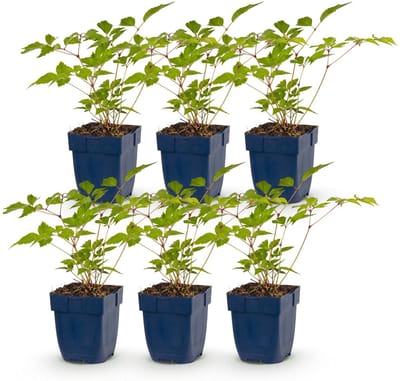 Green boutiQ - Vasteplant - Astilbe (J) Europa - Pluimspirea - Schaduw - Roze - 6 Planten - Pot 11cm - Hoogte 15-25cm