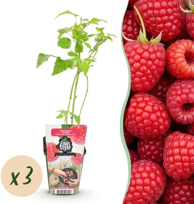 Green boutiQ - Fruitplanten - Framboos - Rubus idaeus Ottawa - Winterhard - 3 Planten - Pot 9 cm - Rode Framboos