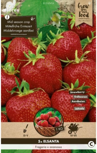 Aardbei (Fragaria) - Elsanta - Moestuin - Zomerbollen - bloeit in Juni / Juli