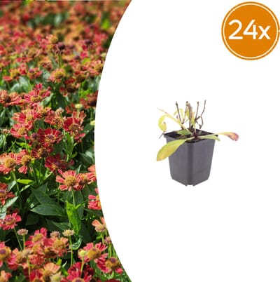 Tuinplantenshop.com | Helenium 'Moerheim Beauty' | 24 stuks - Ø9cm - 10-25cm hoog - Tuinplant