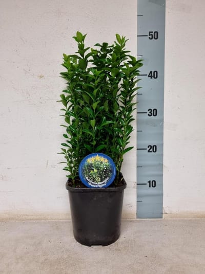 Plants Online BV - Planten - Set van 6 - Kardinaalsmuts Green Spire - Compacte groei - Geschikt als lage haag - Zeer winterhard