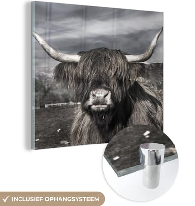 MuchoWow® Glasschilderij 50x50 cm - Schilderij acrylglas - Schotse Hooglander - Dieren - Hoorns - Foto op glas - Schilderijen