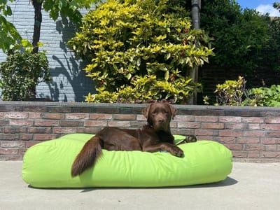 Dog's Companion Hondenkussen / Hondenbed - M - 90 x 70 cm - Lime Canvas/Katoen