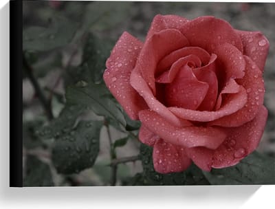Canvas  - Roze Roos met Groen Blaadjes  - 40x30cm Foto op Canvas Schilderij (Wanddecoratie op Canvas)