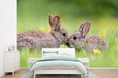Behang - Fotobehang Twee konijnen met de snuit tegen elkaar aan - Breedte 450 cm x hoogte 300 cm