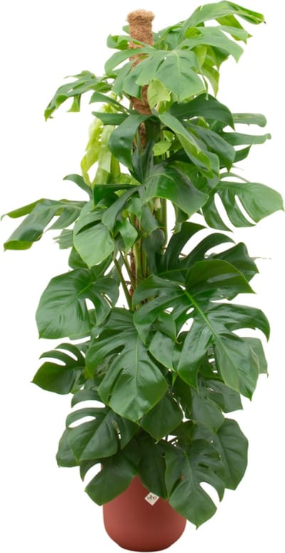Monstera Pertusum XL inclusief elho Jazz Round rood - Ø26cm - 140-150cm hoog - Kamerplant - Complete set - Plant met pot