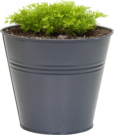 Mega Collections plantenpot/bloempot Bob - zink - antraciet - D11 X H10 cm