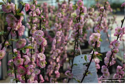 PRUNUS SERR. 'AMANOGAWA' 60- 80 C - JAPANSE SIERKERS, SIERKERSELAAR