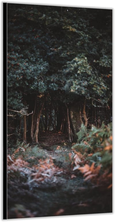 KuijsFotoprint - Schilderij - Bos Met Herfstblaadjes - Groen, Bruin En Oranje - 200 X 100 Cm