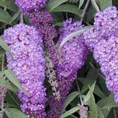 Buddleja Davidii 'Nanho Purple' - Vlinderstruik 40-60 cm in pot - Grote pluimen met diepblauw-violette tot paarse bloemen
