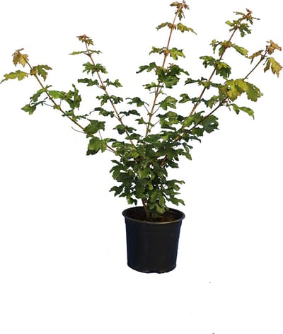 Plants Online - Haagplanten - Heesters - Veldesdoorn of Spaanse Aak - Pot 40-60 cm - set van 10 - Bladverliezend - Geschikt als hoge en lage haag - Informele haag - Prachtige herfstkleur