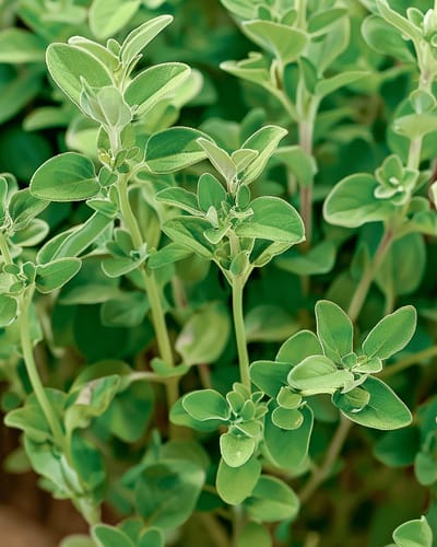 2 sets - Majoraan Zaden Origanum Majorana Eenjarig Marjolein Kruid 30 Cm
