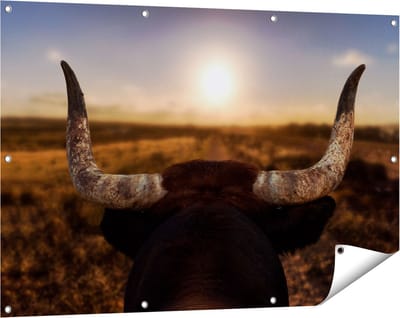 Gards Tuinposter Stierenhoorns bij Zonsondergang - 120x80 cm - Tuindoek - Tuindecoratie - Wanddecoratie buiten - Tuinschilderij