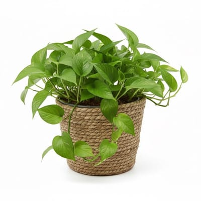 VD Leeden Planten of bloemen mand - rond - zeegras gevlochten - D25 x H22 cm - plantenmand - bloempot - bloemenmand