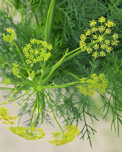 Dille Zaden Biologisch Anethum Graveolens Eenjarig Kruid