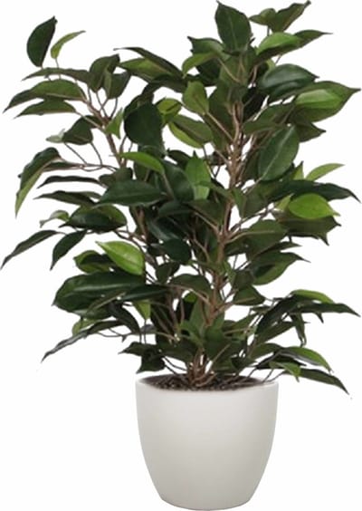 Mica Decorations Ficus kunstplant - groen - 40 cm - met plantenpot - taupe - keramiek - D13.5 en H12.5 cm