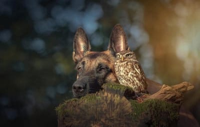 Houten Puzzel - Dieren Legpuzzel - Ontspanning Thuis - Unieke Dierenvormen - 75x50 cm