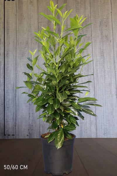 Plants Online - Haagplanten - Laurier 'Elly' - Pot 50-60 cm - set van 10 - Zeer winterhard - Compacte groei - Groeit opgaand - Wintergroen