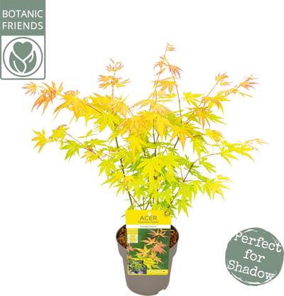 Hello Plants Acer Palmatum Orange Dream Japanse Esdoorn - Struik, Sierheester - Ø 15 cm - Hoogte: 30 cm