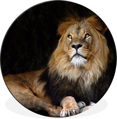 WallCircle - Wandcirkel - Muurcirkel - Leeuw - Zwart - Wilde dieren - Aluminium - Dibond - 140x140 cm - Binnen en Buiten