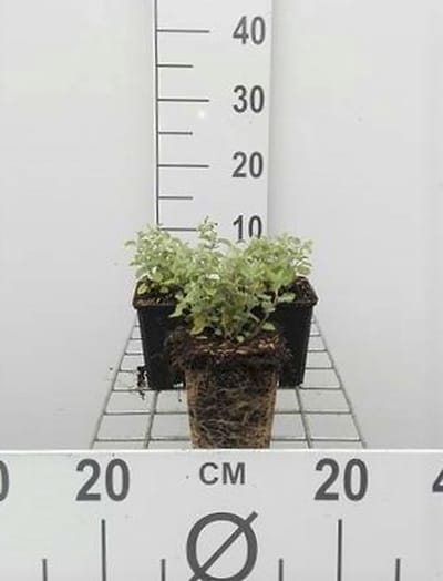 6x Kattekruid - Nepeta faassenii | 9x9 cm pot