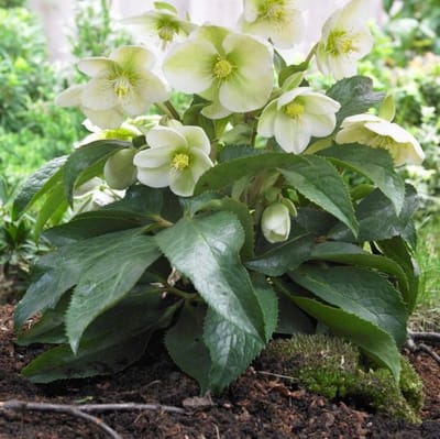 12 x Kerstroos Wit - Wintergroene Vaste Plant - Helleborus niger in 9x9cm pot met hoogte 5-10cm