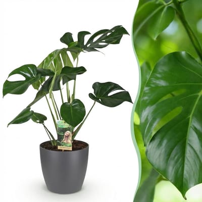Plantenboetiek.nl | Monstera Deliciosa - Gatenplant - Weinig onderhoud - Groen - met Potter Grijs - Ø21cm - 70-80cm hoog - Kamerplant - Arrangement - Plant met pot