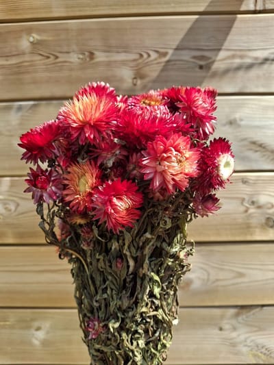 Helichrysum rood 100gram - Droogbloemen - De Woonbiotoop