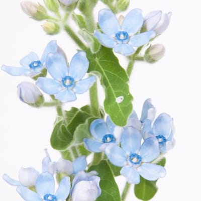 25x Oxypetalum coeruleum blue 50cm
