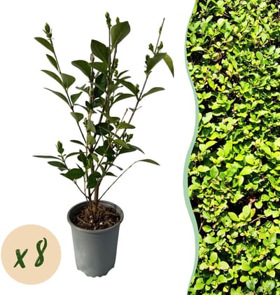Haagplanten - Ligustrum ovalifolium - blad groen - 8 planten - 1 strekkende meter - groenblijvend - pot 9cm hoogte 35-40cm