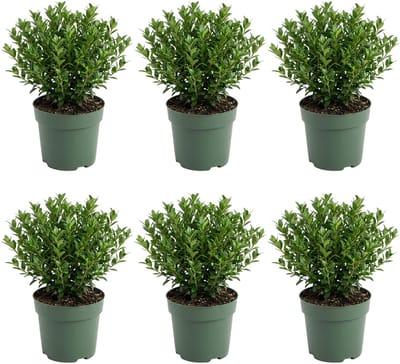 Bloomique - Set van 6 - Ilex Crenata Jenny - Japanse Hulst - Wintergroen - Winterhard - Balkonplanten - 10-20cm Hoog - Pot 10cm