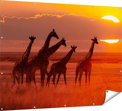Gards Tuinposter Giraffe Kudde bij Zonsondergang - 160x120 cm - Tuindoek - Tuindecoratie - Wanddecoratie buiten - Tuinschilderij